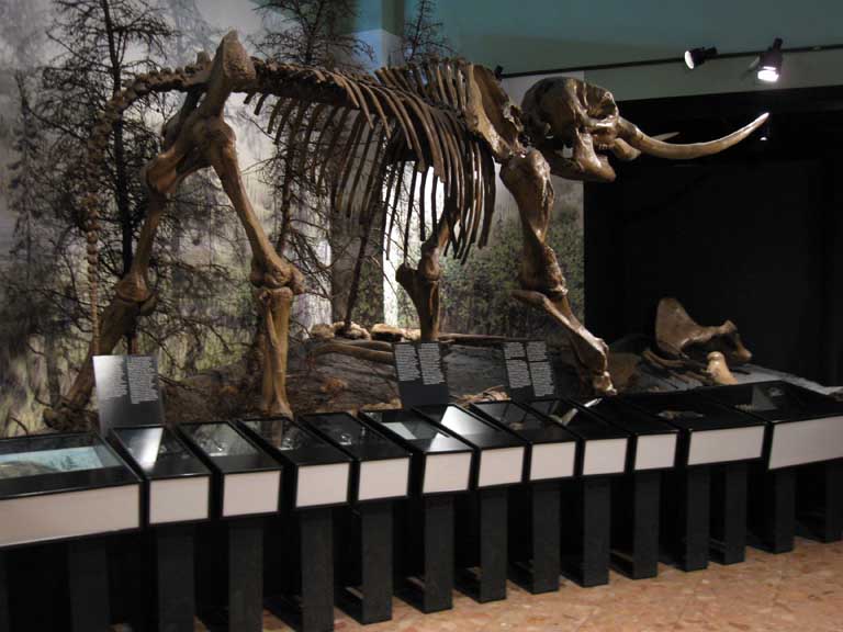 Colour photograph of a brown skeleton