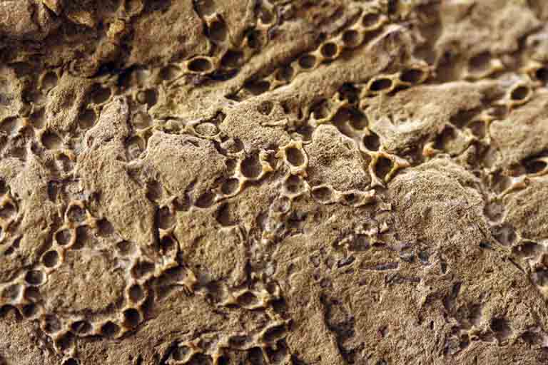 Colour image of magnified brown rock with bubble-like markings and links