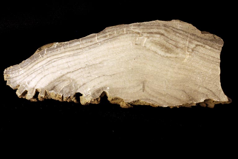 Colour image of oval gray rock with sweeping horizontal striping