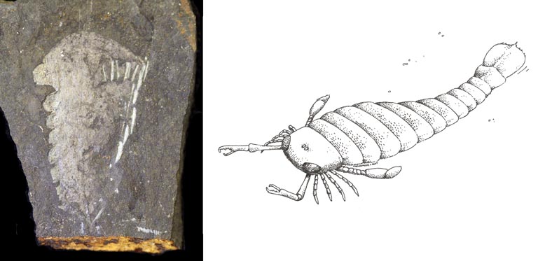 Double colour image of black rock with gray imprint of animal and drawing of caterpillar-like animal