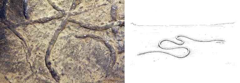 Double colour image of brown rock with serpentine trail and drawing of worm-like animal