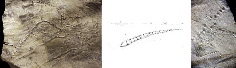Triple image couleur : traces de pistes et marques sinueuses sur roche brune, dessin d’animal ressemblant à un ver et gros plan de traces de pistes et de marques