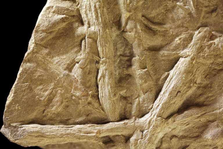 Gros plan couleur d’une roche brune avec traces fossiles de pistes et marques