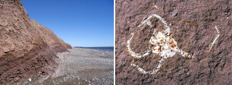Double colour image of red rock beach and white insect fossil in red rock