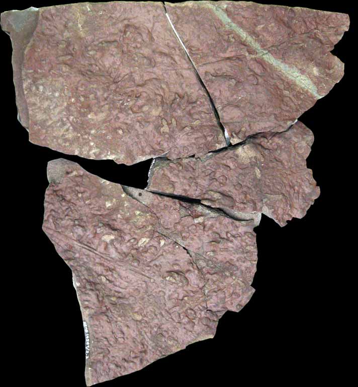 Colour photograph of a red rock with footprint shaped bumps