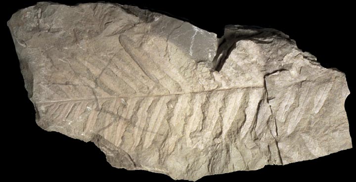 Colour photograph of a gray rock with brown fossils of leaves