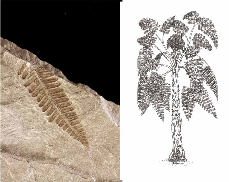 Double colour image of gray rock with a black leaf fossil and a sketch of a giant fern plant 