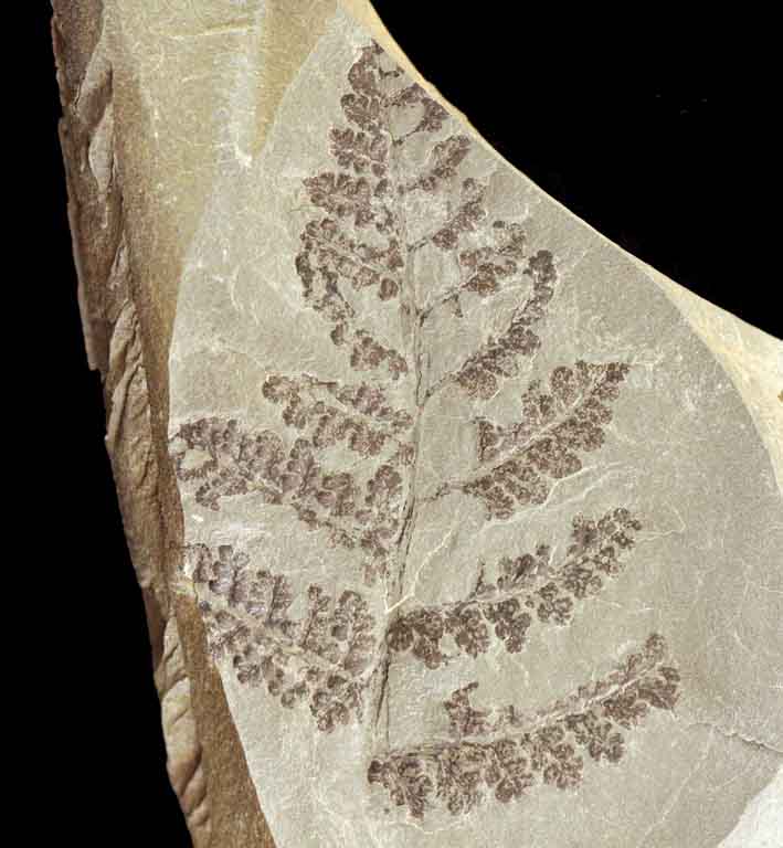 Colour photograph of a gray rock with black fossils of fern leaves