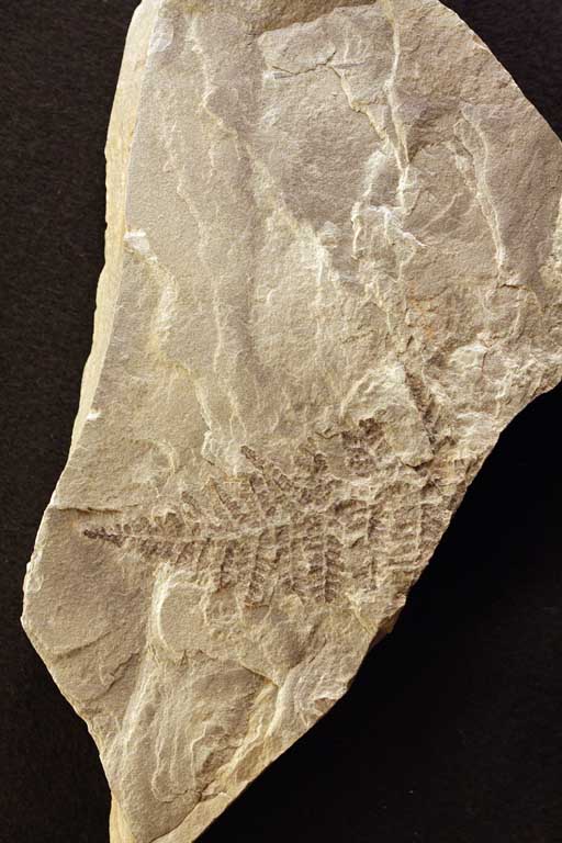 Colour photograph of a gray rock with black fossils of fern leaves