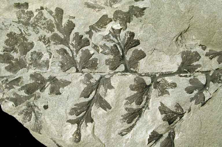 Colour photograph of a gray rock with black fossils of fern leaves