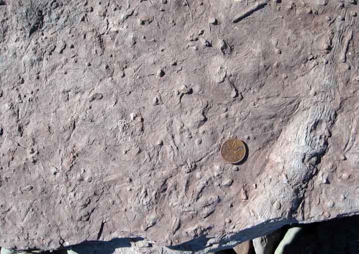 Colour photograph of a red rock with bumps from plants and footprints and a copper penny