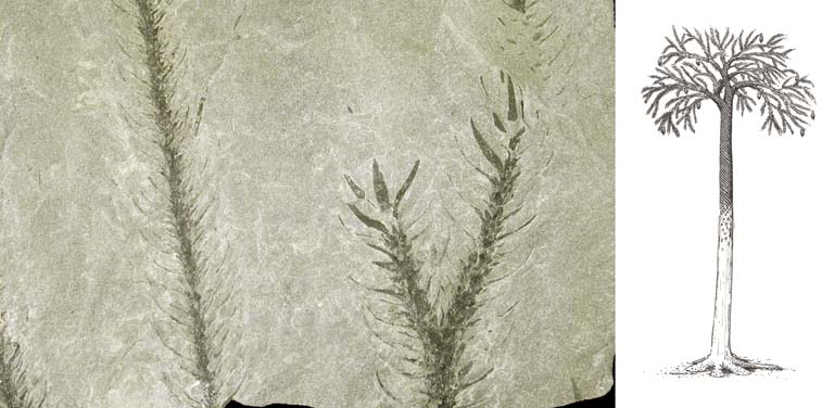 Colour photograph of a gray rock with a black fossil of a leaf shaped like a ‘Y’
