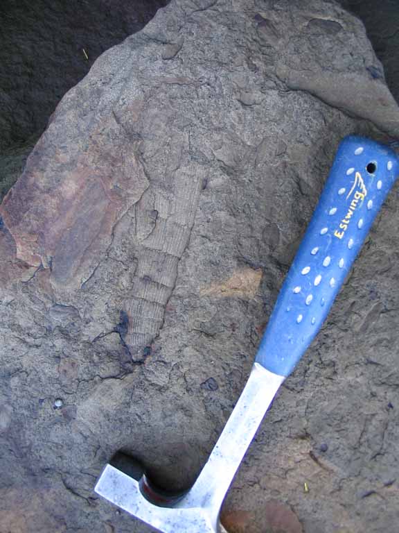 Colour photograph of a brown rock with bumps from plants and a rock hammer