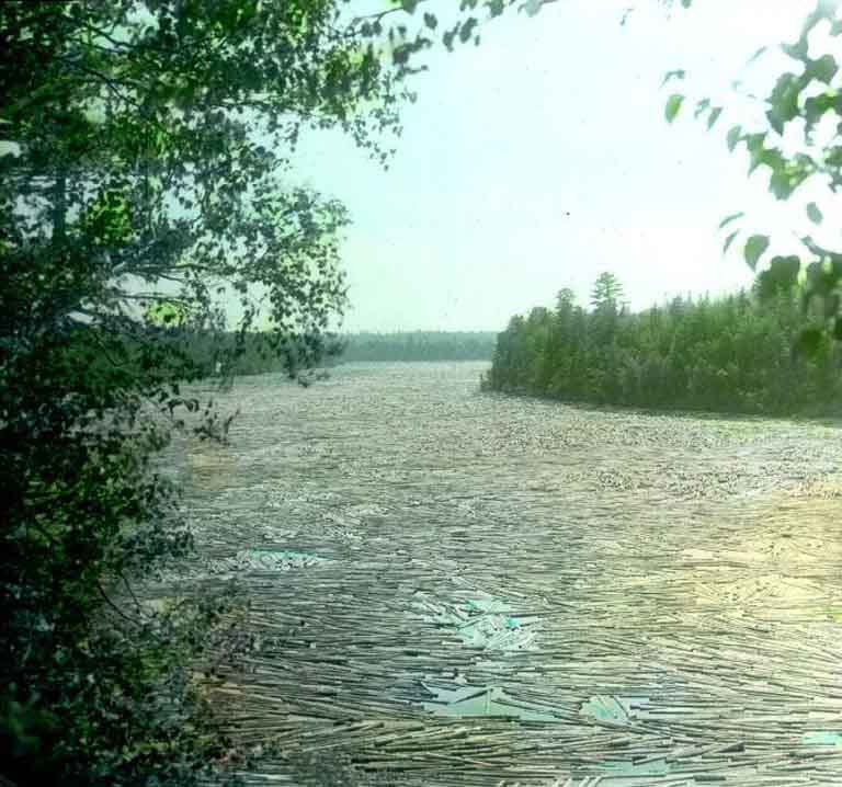 Colour photograph of a river with trees along the shore and logs floating in the water