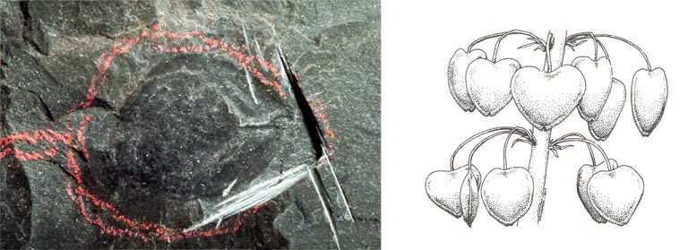Double colour image of gray rock with darker gray oval in center and sketch of seeds