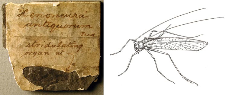 Double colour image of gray rock with white label in center and sketch insect with wings