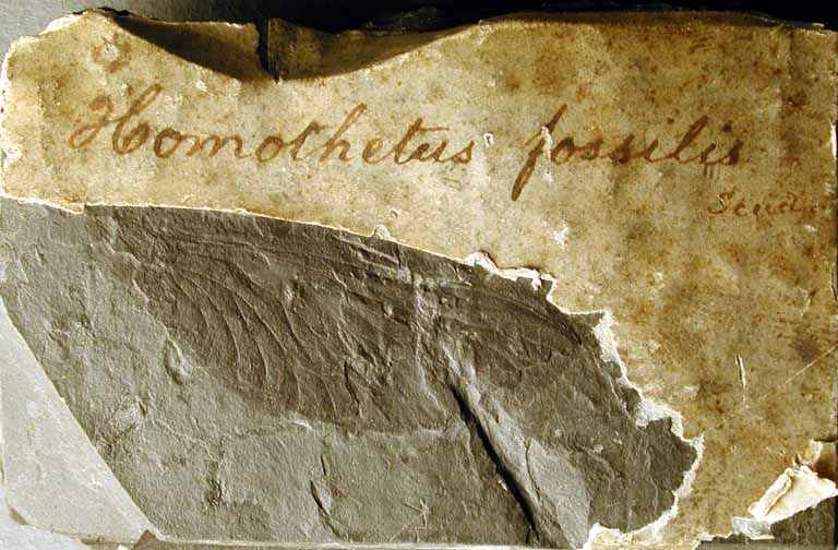 Colour photograph of a gray rock with white label and dark oval shape below it