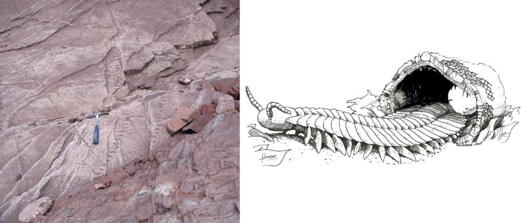 Double colour image of red sandstone with two rows of dots and a hammer and sketch of a giant millipede