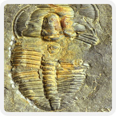 Image couleur d'animal fossilisé avec stries de coquille