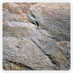 Image couleur roche brune avec écailles de poisson fossilisées