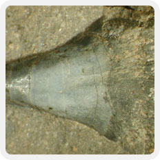 Image couleur de dent de poisson fossilisé