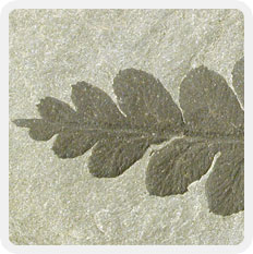 Photographie couleur d’une roche grise avec le fossile noir d’une feuille de fougère