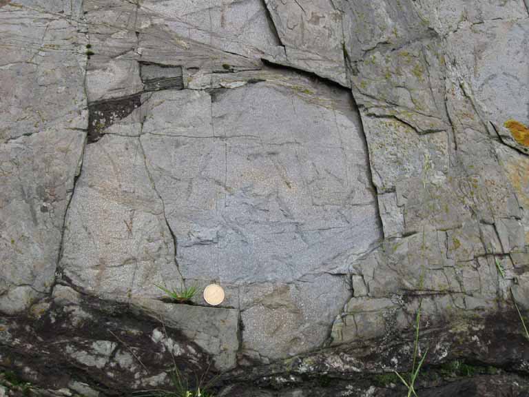 Colour photograph of gray rock with trace fossil evidence and dollar coin for scale