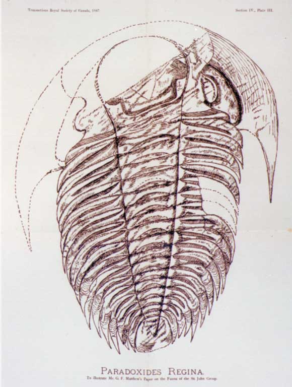 Colour image of animal with hard shell stripes