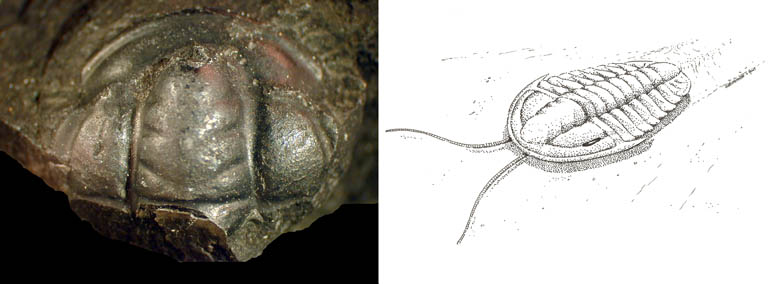 Double colour image of fossilized animal with hard shell stripes and drawing of animal in life