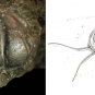 Double colour image of fossilized animal with hard shell stripes and drawing of animal in life