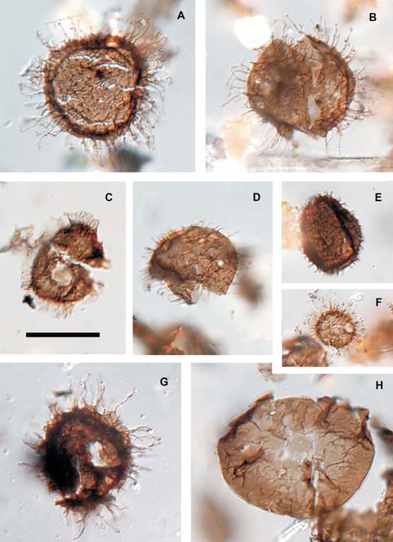 Multiple colour images of magnified brown rocks