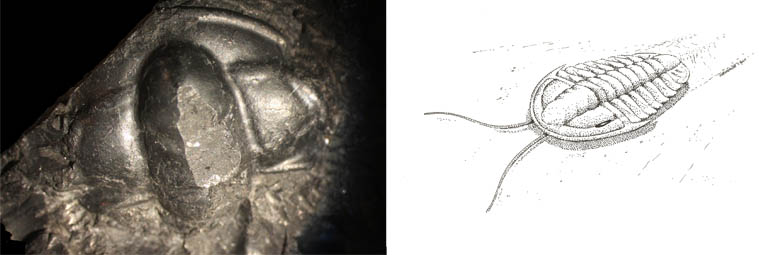 Double colour image of brown rock with circular bumps and drawing of animal in life