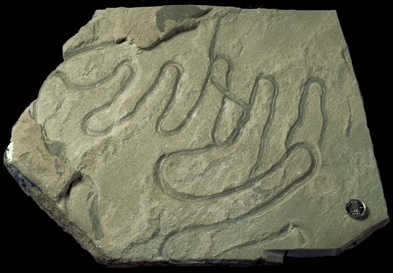 Colour image of gray rock with darker gray winding trail