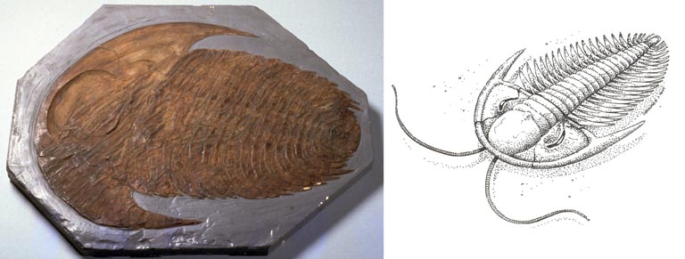 Double image couleur : animal fossilisé avec coquille striée et dessin de l'animal