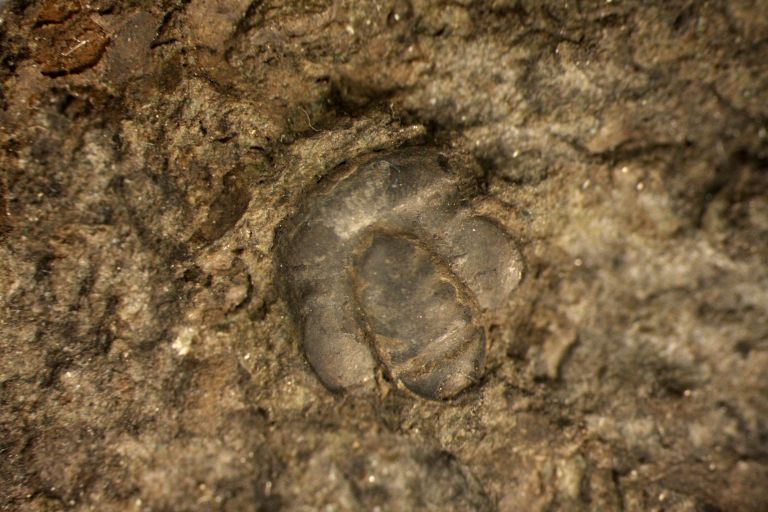 Image couleur de roche noire avec trois bosses fossilisées
