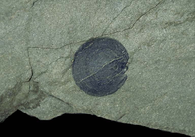 Image couleur de roche grise avec grand point noir