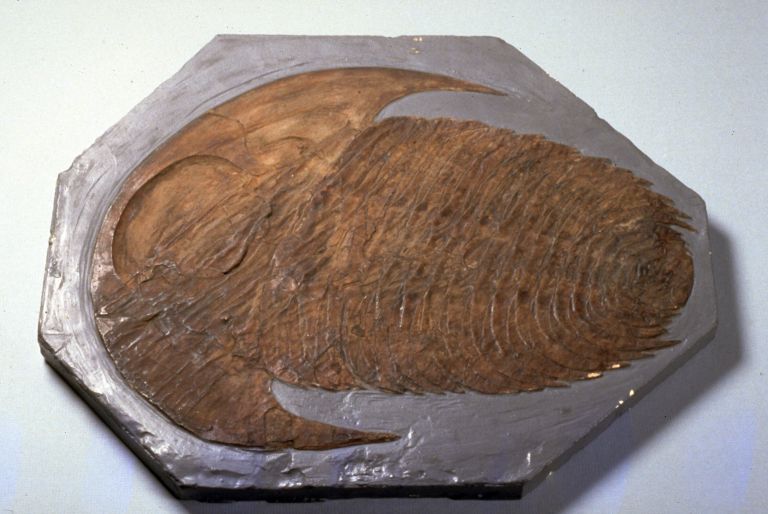 Image couleur d’un animal fossilisé brun