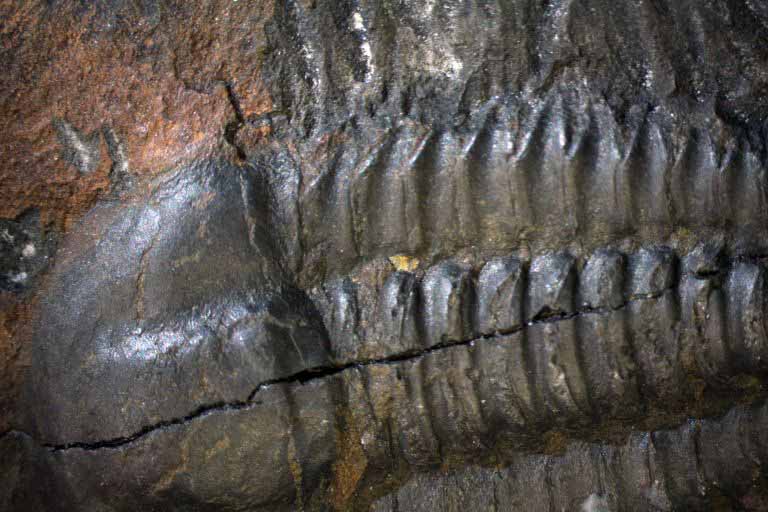Image couleur d'animal fossilisé avec stries de coquille