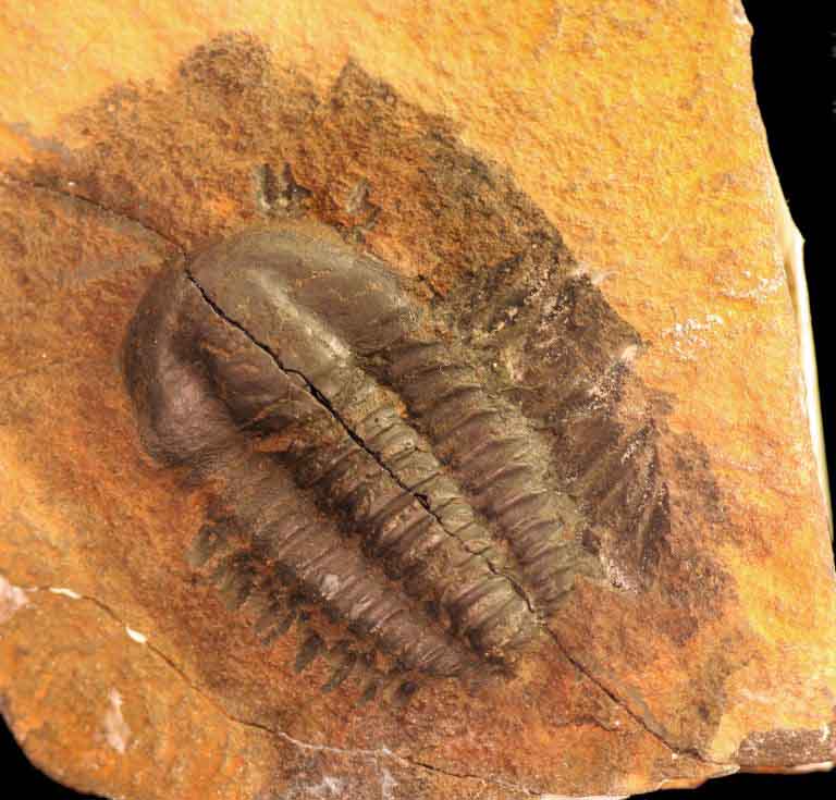 Image couleur d'animal fossilisé avec stries de coquille