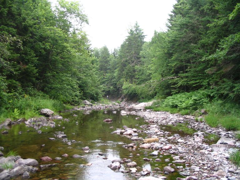 Photographie couleur d’un ruisseau, d’arbres et de roches
