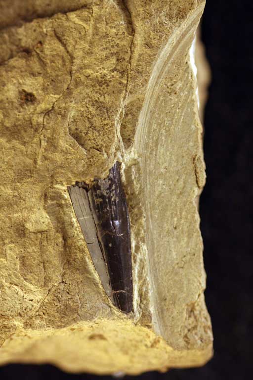 Photographie couleur d’une roche brune portant une dent triangulaire noire
