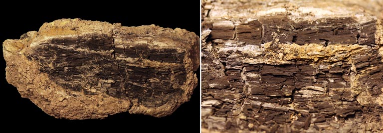 Image double d’une roche brune avec du bois fossile brun foncé et du même fossile en gros plan