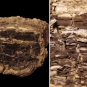 Double image of a brown rock with dark brown fossil wood and close-up photograph of the same