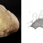 Double colour image of brown fossilized coral and drawing of coral
