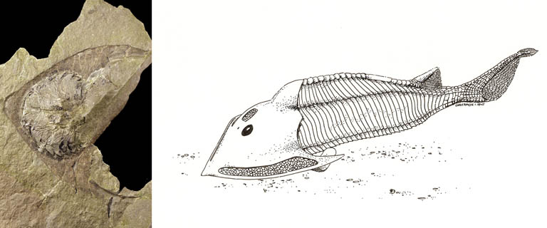 Double colour image of brown rock with fossilized fish eyes and drawing of fish