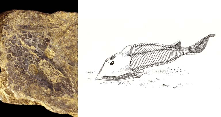 Double colour image of brown rock with fossilized fish head and drawing of fish