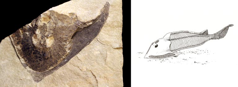 Double colour image of brown rock with fossilized fish head and drawing of fish