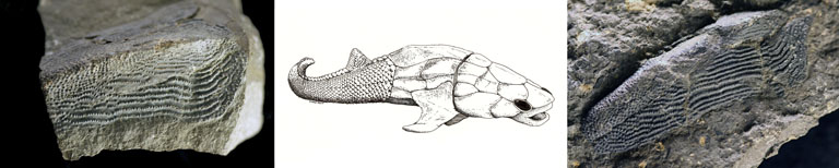 Triple colour image of gray rocks with fossilized fish tails with drawing of fish in center