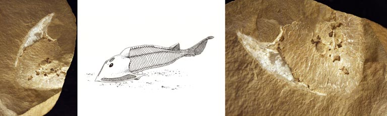 Triple colour image of brown rocks with fossilized fish heads and drawing of fish in center