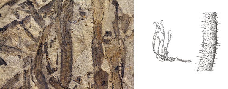 Double colour image of brown rock with vertical black stripes and drawing of plant